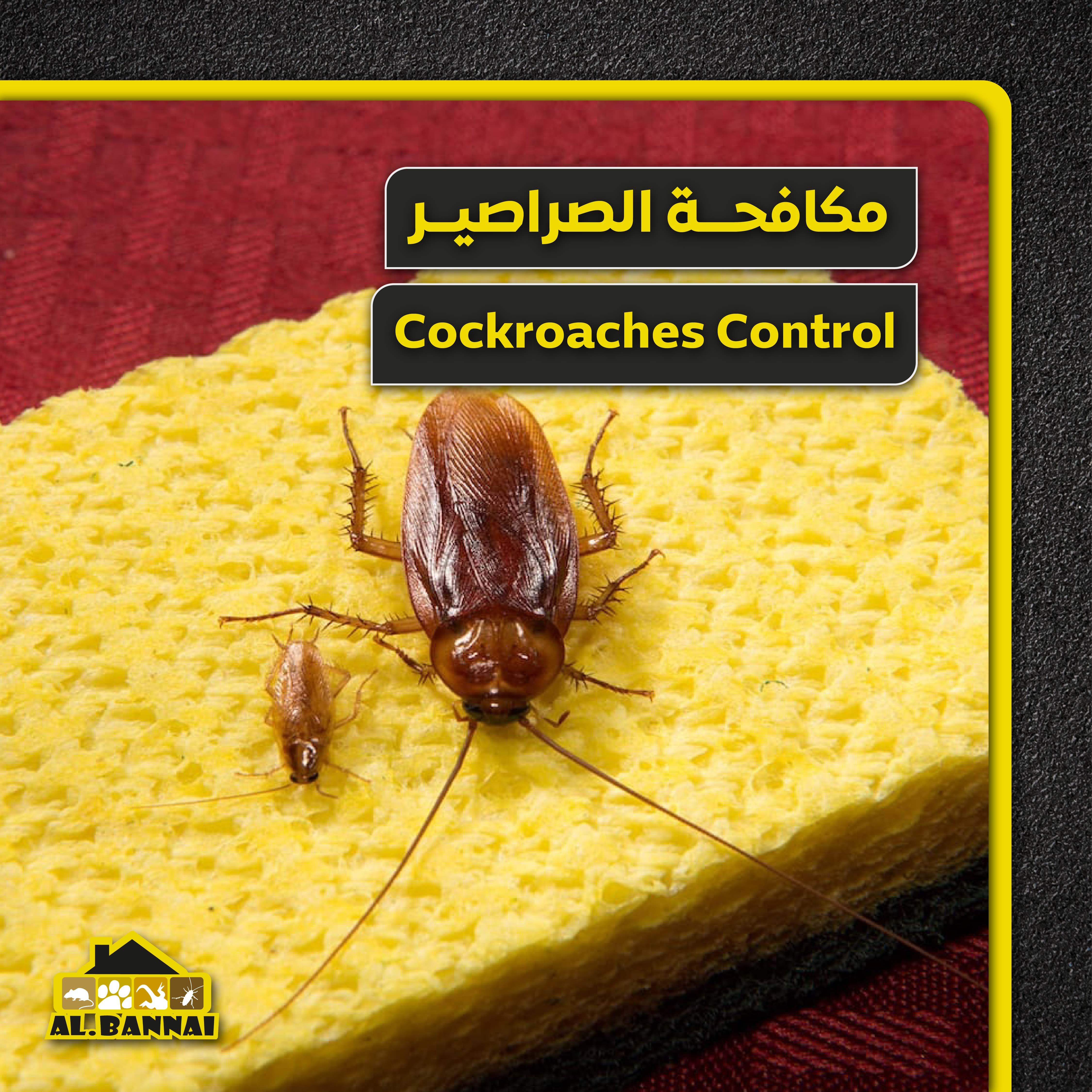 Book Cockroaches Control Service Online | Construction Cleaning and Services | Qetaat.com